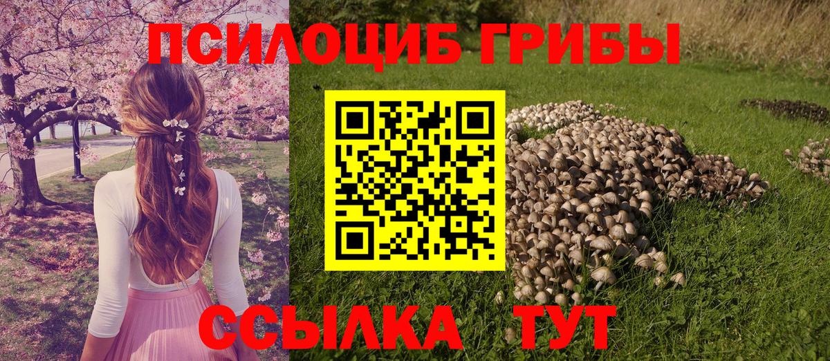 Галлюциногенные грибы Psilocybe Ивантеевка